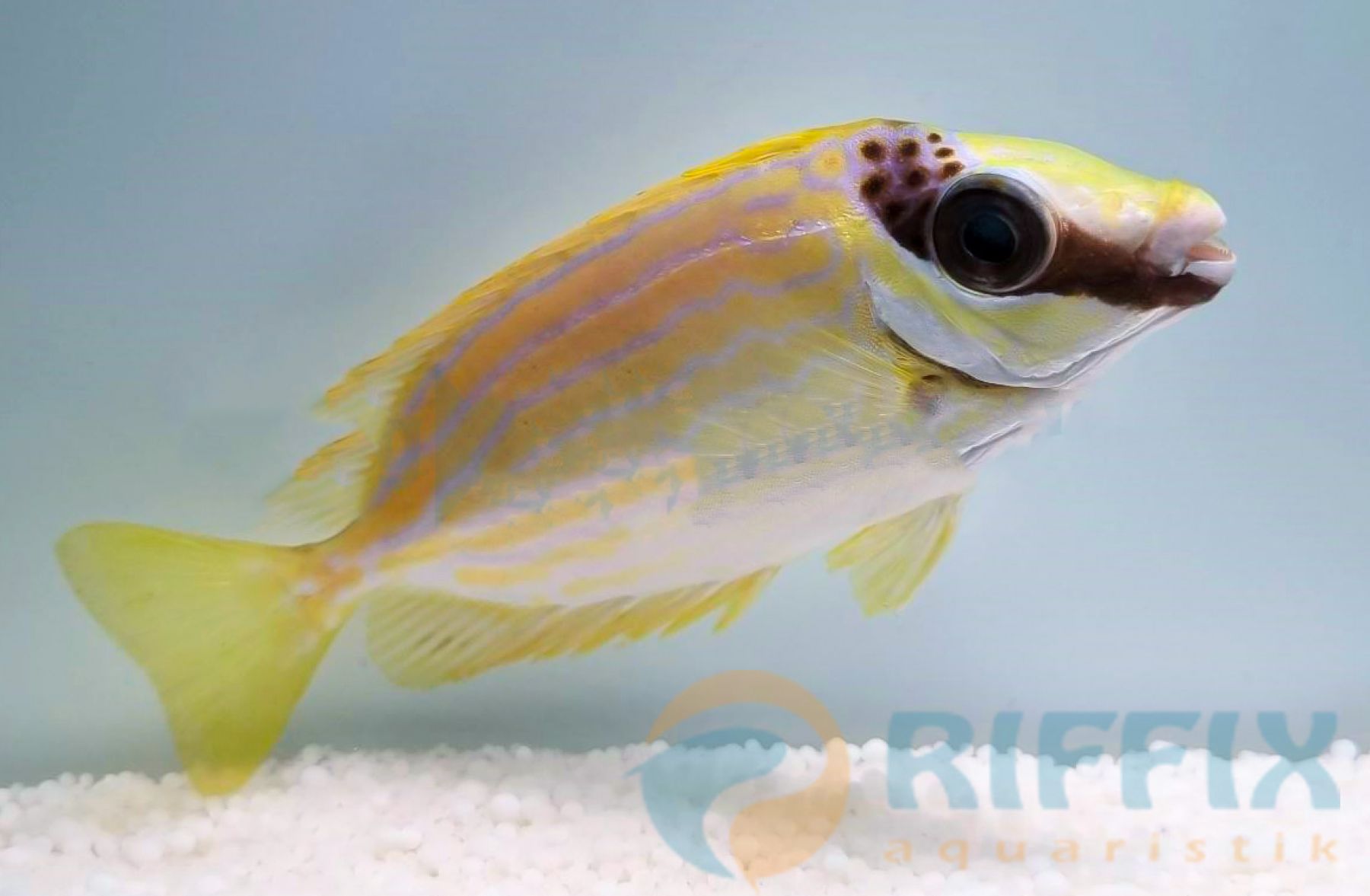 Siganus puellus - Masken-Kaninchenfisch